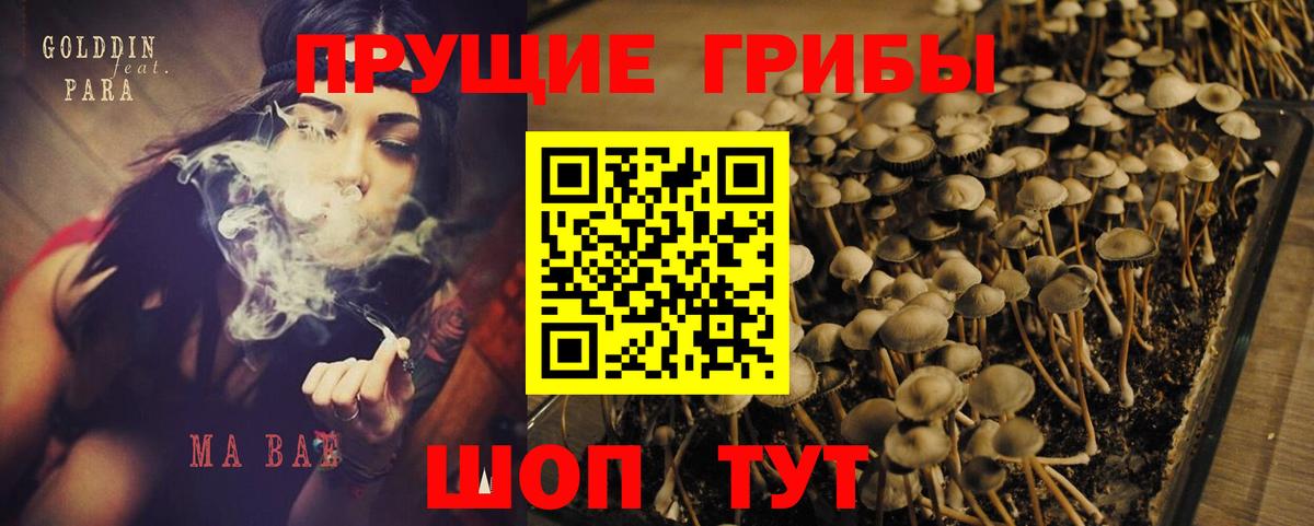 Псилоцибиновые грибы Cubensis  Вход с VPN  Вятские Поляны 